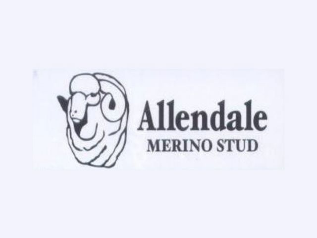 Allendale Merino Ram Sale